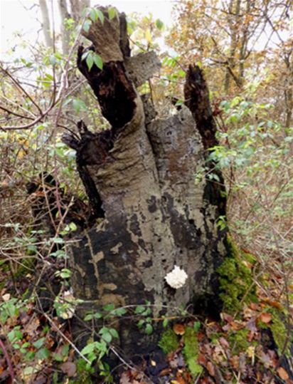 A duo of fruiting bodies